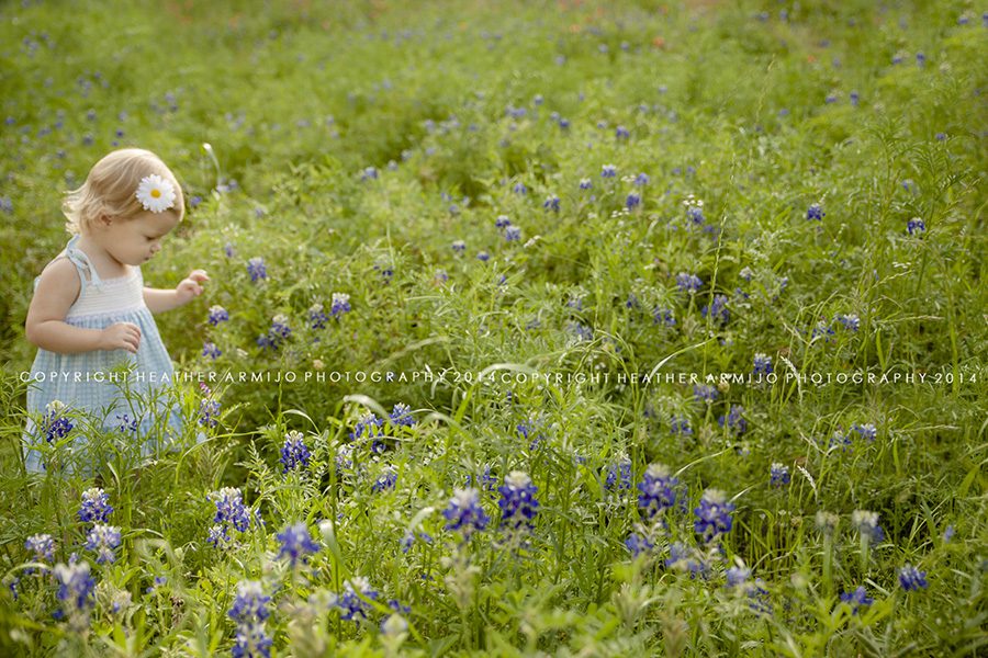 katy texas bluebonnet photographer